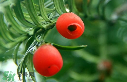 紅豆杉的果實(shí)能吃嗎？紅豆杉都有那些品種？