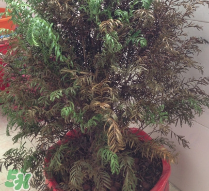 紅豆杉葉子干枯要怎么做？紅豆杉枯萎救治方法