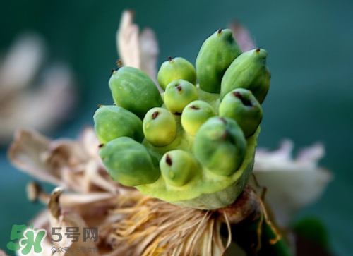 新鮮蓮蓬孕婦能吃嗎？孕婦可以吃新鮮蓮蓬嗎？