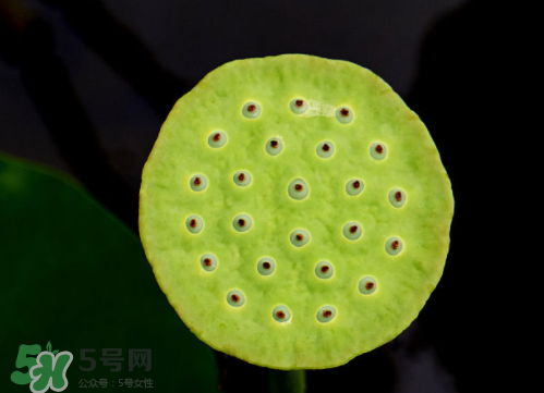 新鮮蓮蓬孕婦能吃嗎？孕婦可以吃新鮮蓮蓬嗎？