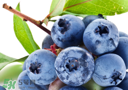 新鮮藍(lán)莓可以直接吃嗎？新鮮藍(lán)莓怎么吃才好吃？