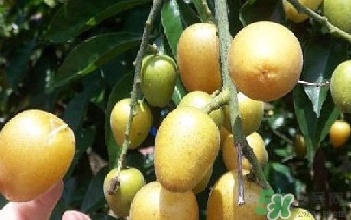 黃皮果核可以種嗎？黃皮果核可以吃嗎