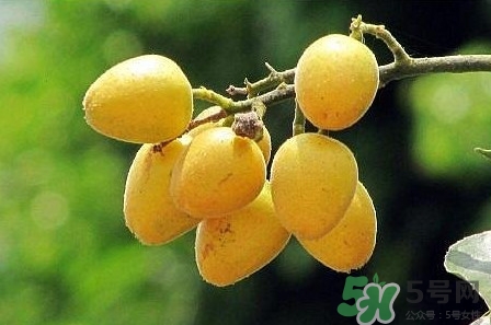 孕婦可以吃黃皮嗎？孕婦吃黃皮有什么好處