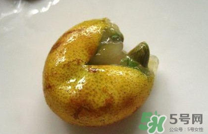 黃皮果核能治療什么病？黃皮核的功效與作用