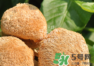 猴菇是什么東西?猴菇怎么做好吃? 猴菇是什么東西?猴菇怎么做好吃?