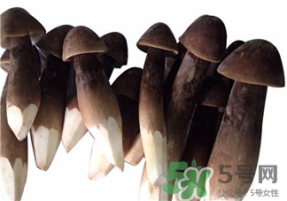 雞樅菌是什么?雞樅菌怎么吃? 雞樅菌是什么?雞樅菌怎么吃?