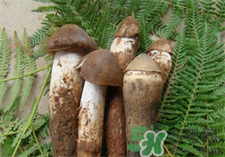 雞樅菌是什么?雞樅菌怎么吃? 雞樅菌是什么?雞樅菌怎么吃?