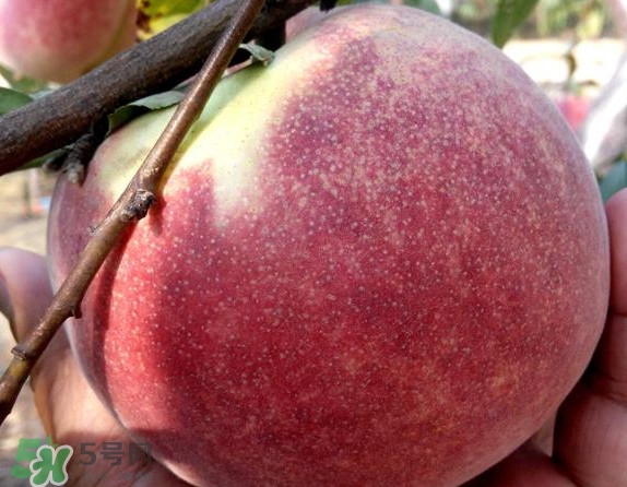 脆桃有什么營養(yǎng)？脆桃的營養(yǎng)價值