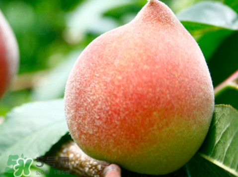 脆桃是什么品種？脆桃什么時(shí)候上市