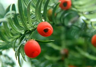 紅豆杉的果實能吃嗎？紅豆杉都有那些品種？