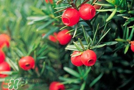 紅豆杉的果實(shí)能吃嗎？紅豆杉都有那些品種？