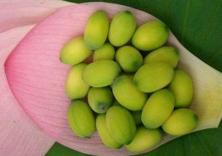 蓮蓬子中間的芯能吃嗎？蓮蓬子的功效與作用