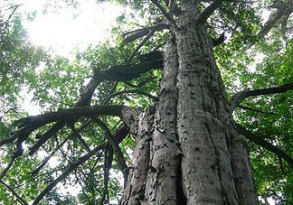 紅豆杉是紅木嗎？紅豆杉是國際幾級保護植物？