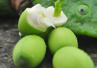 蓮蓬子怎么吃？蓮蓬子可以生吃嗎？