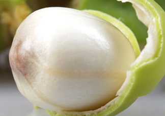 蓮蓬什么味道？蓮蓬好吃嗎？