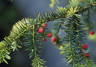 紅豆杉有毒嗎？紅豆杉是否可以直接食用
