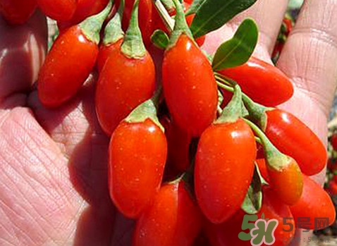 如何辨別枸杞是否新鮮？鮮枸杞可以直接食用嗎