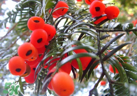 紅豆杉的果實(shí)能吃嗎？紅豆杉都有那些品種？