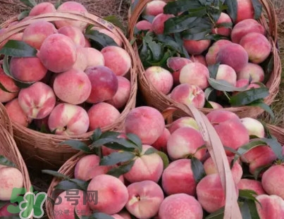 脆桃和軟桃哪個(gè)好吃？脆桃跟軟桃有什么區(qū)別？