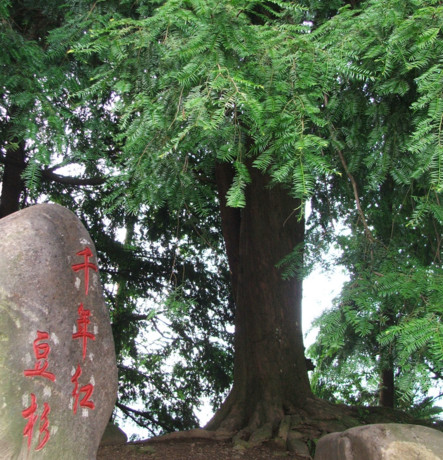 紅豆杉有毒嗎？紅豆杉是否可以直接食用