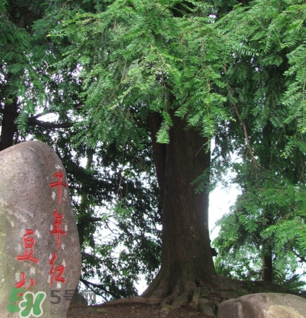 紅豆杉是什么？紅豆杉是裸子植物還是被子植物