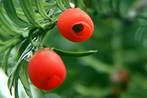 紅豆杉有毒嗎？紅豆杉是否可以直接食用