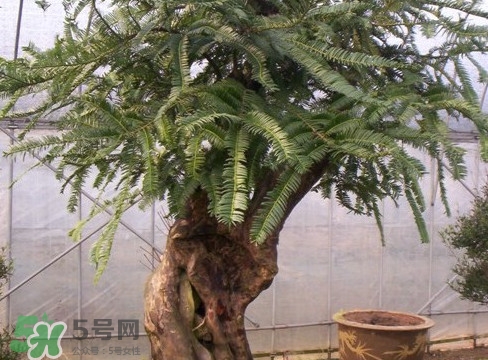 紅豆杉是紅木嗎？紅豆杉是國際幾級保護(hù)植物？