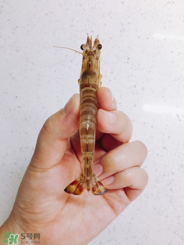 基圍蝦蝦線怎么去除 基圍蝦去蝦線圖解 基圍蝦蝦線怎么去除 基圍蝦去蝦線圖解