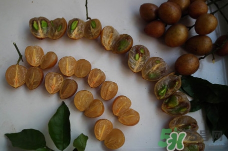 黃皮果核能治療什么??？黃皮核的功效與作用