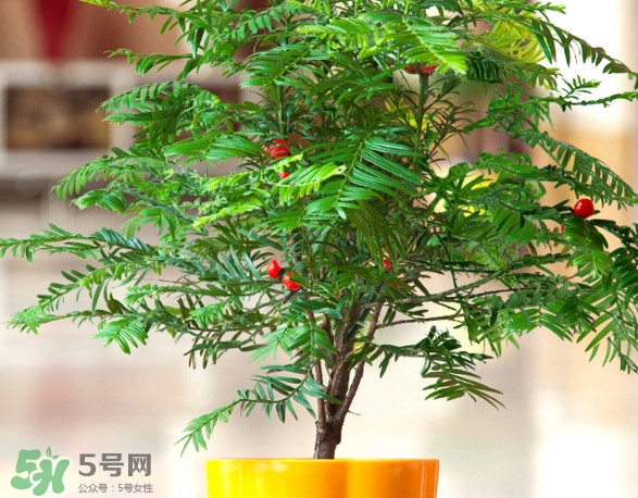 紅豆杉怎么養(yǎng)植？紅豆杉的養(yǎng)殖方法和注意事項(xiàng)