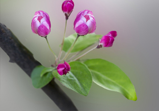 七月流火是什么意思？八月未央是什么意思