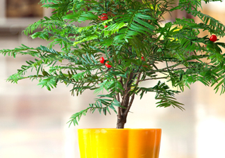 紅豆杉怎么養(yǎng)植？紅豆杉的養(yǎng)殖方法和注意事項