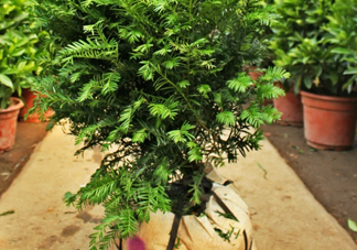 紅豆杉葉子干枯要怎么做？紅豆杉枯萎救治方法