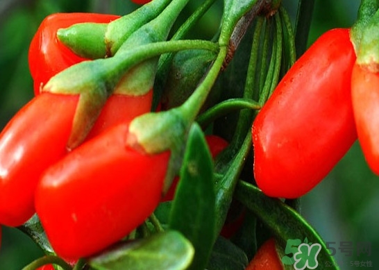 如何辨別枸杞是否新鮮？鮮枸杞可以直接食用嗎