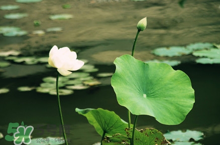 喝荷葉茶能減肥嗎？荷葉茶和什么搭配最好？