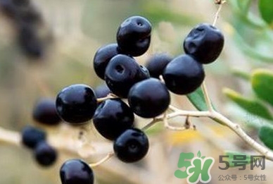 女人喝黑枸杞有什么用？女人喝黑枸杞要注意什么