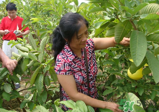 番石榴葉子能治糖尿病嗎？番石榴葉降血糖嗎？