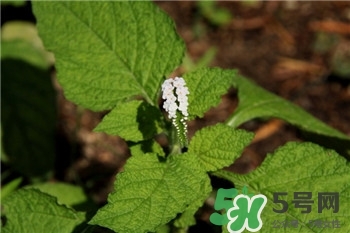 大尾搖是什么?大尾搖草藥多少錢(qián)一斤?