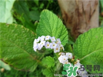 大尾搖是什么?大尾搖草藥多少錢(qián)一斤?