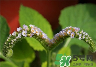 大尾搖是什么?大尾搖草藥多少錢(qián)一斤?