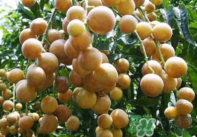 山黃皮就是黃皮果嗎？山黃皮和黃皮果的區(qū)別