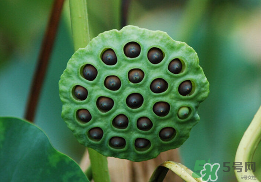蓮蓬煮雞蛋有什么作用？蓮蓬煮雞蛋的做法