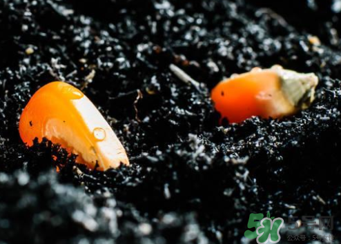 冰糖玉米種子哪里有賣(mài)？冰糖玉米種子的銷(xiāo)售地