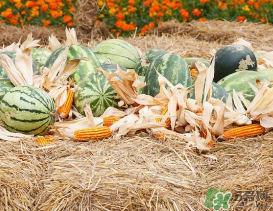 西瓜和玉米能一起吃嗎？西瓜和玉米能同時吃嗎？