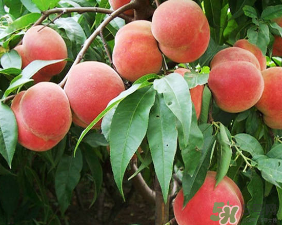 玉米和桃子能一起吃？桃子可以和玉米一起吃嗎？