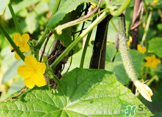 小暑種什么菜？小暑為什么要種牽?；?？