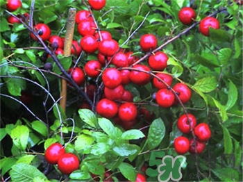 鈣果是什么東西?鈣果的價值