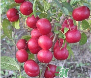 鈣果的作用 鈣果的功效 鈣果的作用 鈣果的功效