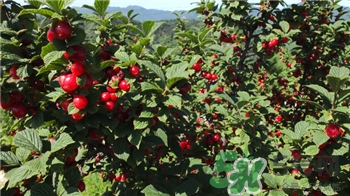 鈣果的作用 鈣果的功效 鈣果的作用 鈣果的功效