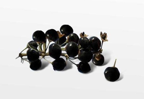 黑枸杞什么時候成熟？黑枸杞什么時候采摘